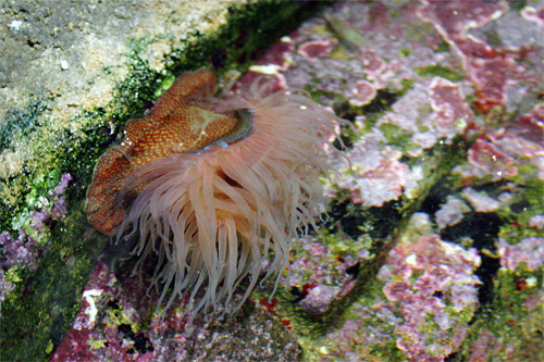 actinie fraise, actinia fragacea