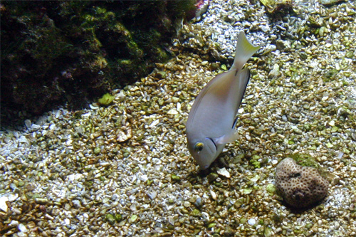 chirurgien docteur poisson