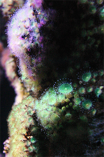 corail arborescent