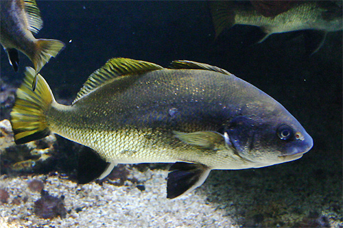 poisson corb Sciaena umbra