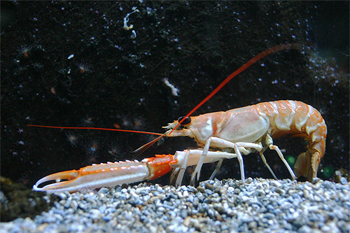 langoustine nephrops norvegicus