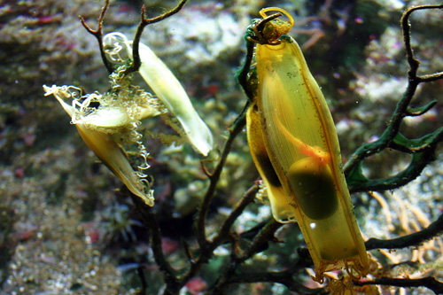 oeufs de roussette scyliorhinus canicula