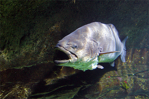 poisson maigre argyrosomus regius