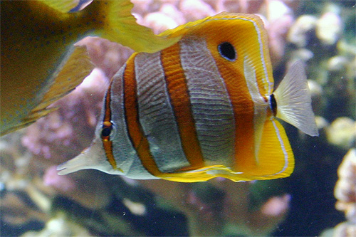 poisson papillon à bec