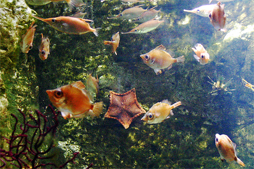 poisson retrouvé figé dans le sable énorme conservé dans un aquarium et  autre liquide - Photo de Musee de la Peche, Concarneau - Tripadvisor