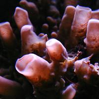 Agèlas rouge à l'aquarium de La Rochelle