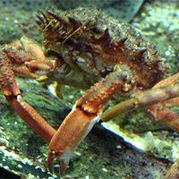 L'araignée de mer (maia squinado) ou chouette de mer