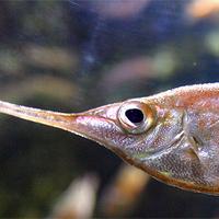 La bécasse de mer et son bec caractéristique, un poisson étonnant !