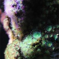 Corail arborescent