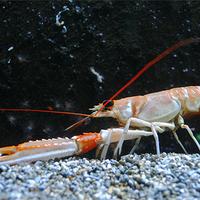 La langoustine commune (nephrops norvegicus)