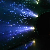 La méduse aurelia aurita dans le tunnel des méduses