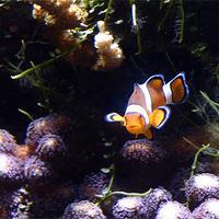 Poisson clown du Pacifique : Finding Nemo !