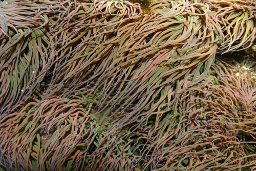 anemone a beignets