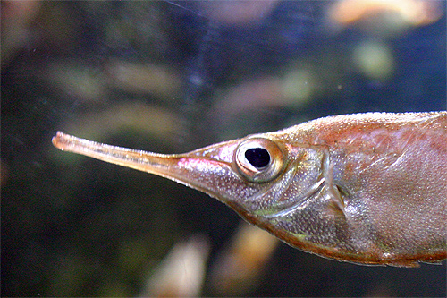 une bécasse de mer, poisson de mediterranee