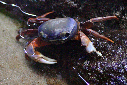 crabe touloulou crabe touloulou