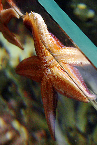 étoile de mer commune asterias rubens