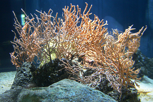 gorgone verruqueuse eunicella verrucosa gorgone verruqueuse eunicella verrucosa