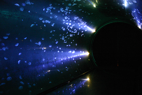 méduse aurelia aurita dans le tunnel des méduses