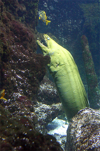 murène verte murène verte