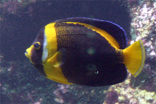 Poisson Ange de du Bouley