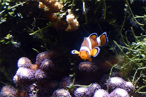 poisson clown du Pacifique