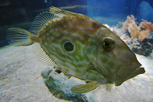 saint pierre poisson zeus faber, john dory