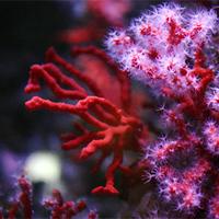 Le corail rouge de Méditerranée