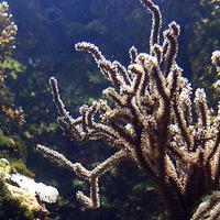 La Gorgone, corail corné ou corail écorce