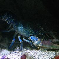 Le homard bleu