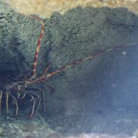 Langouste rouge (langoustes communes)