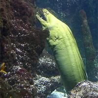 La murène verte, un poisson impressionnant