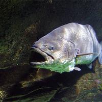 Poisson maigre (argyrosomus regius) ou maigras