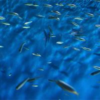 Les sardines (sardina pilchardus) ou célans, célerins, pilchards, sardas, sardinyolas