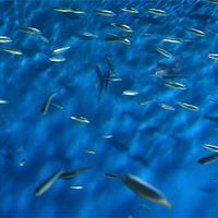 Les sardines (sardina pilchardus) ou célans, célerins, pilchards, sardas, sardinyolas